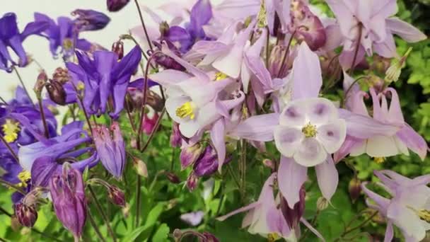 Klokke Blomster Nærbilde Blåskjell Epping Forest Naturlig Bakgrunn Blå Lilla – stockvideo