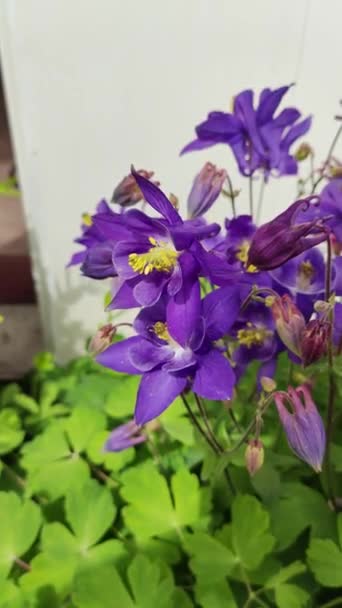 Λουλούδια Καμπάνα Κοντινό Πλάνο Των Καμπανών Στο Έπινγκ Φόρεστ Φυσικό — Αρχείο Βίντεο