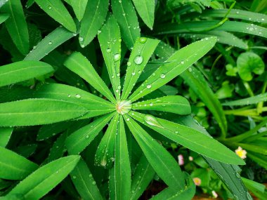 Yeşil yapraklar üzerinde büyük su damlaları. Yapraklar suyla. Yapraklara yağmur damlaları.