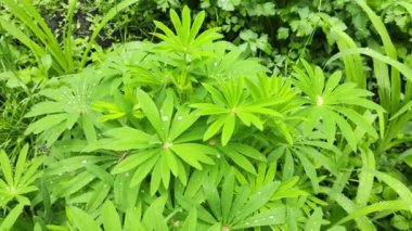 Yeşil yapraklar üzerinde büyük su damlaları. Yapraklar suyla. Yapraklara yağmur damlaları.