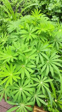 Yeşil yapraklar üzerinde büyük su damlaları. Yapraklar suyla. Yapraklara yağmur damlaları.