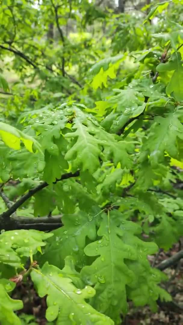 Νεαρά Φύλλα Βελανιδιάς Βελανιδιά Στο Δάσος Κλαδιά Βελανιδιάς Την Άνοιξη — Αρχείο Βίντεο