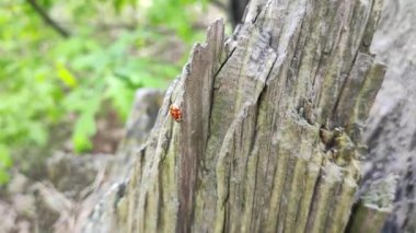 Uğur böceği ağaçta sürünüyor. Küçük kırmızı böcek. Siyah benekli kırmızı böcek. kırmızı uğur böceği.