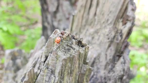 Lieveheersbeestje Kruipt Een Boom Kleine Rode Kever Rode Kever Met — Stockvideo