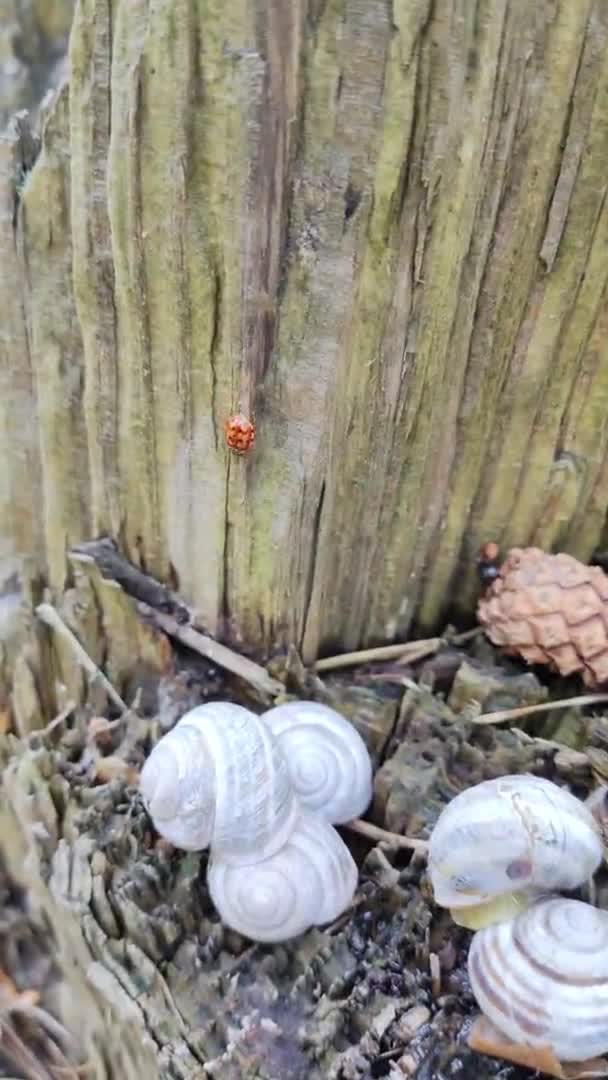 Marienkäfer Krabbelt Auf Einem Baum Rotkäferchen Roter Käfer Mit Schwarzen — Stockvideo