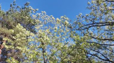 Beyaz akasya. Yakından bakınca ağaç dallarında yetişen güzel, güneşli beyaz çiçeklerin 4k stok video görüntüleri var. Akasya dışarıda çiçek açıyor..