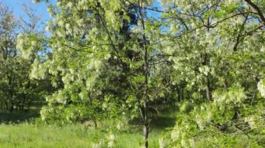 Beyaz akasya. Yakından bakınca ağaç dallarında yetişen güzel, güneşli beyaz çiçeklerin 4k stok video görüntüleri var. Akasya dışarıda çiçek açıyor..