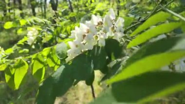 Beyaz akasya. Yakından bakınca ağaç dallarında yetişen güzel, güneşli beyaz çiçeklerin 4k stok video görüntüleri var. Akasya dışarıda çiçek açıyor..