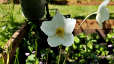 Güzel beyaz nergis. Yeşil otların arka planındaki nergis. Bahar çiçekleri yaz beyaz çiçekleri.