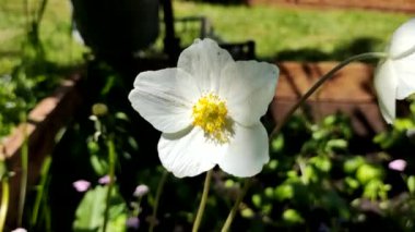 Güzel beyaz nergis. Yeşil otların arka planındaki nergis. Bahar çiçekleri yaz beyaz çiçekleri.