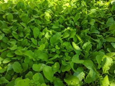 Yeşil turp yaprakları. Topraktaki turplar. Tarım. sebze yetiştirme.