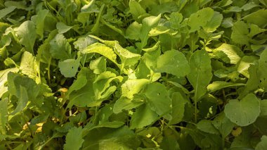 Yeşil turp yaprakları. Topraktaki turplar. Tarım. sebze yetiştirme.