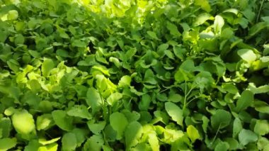 Yeşil turp yaprakları. Topraktaki turplar. Tarım. sebze yetiştirme.