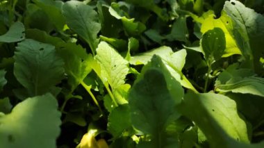 Yeşil turp yaprakları. Topraktaki turplar. Tarım. sebze yetiştirme.