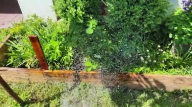 Küçük bir ev bahçesi. Kendi bahçenizde yiyecek yetiştiriyorsunuz. Kırsal tarım. Sebze. Bahçeyi suluyorum. İnsan sebzeleri sular. Bir adam bahçeyi hortumla sular..