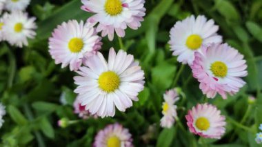 Küçük beyaz papatyalar. Çok renkli papatyalar. Bahçedeki çiçekler. Bahar çiçekleri Baharda doğa. yaz beyaz küçük çiçekler.