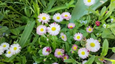 Küçük beyaz papatyalar. Çok renkli papatyalar. Bahçedeki çiçekler. Bahar çiçekleri Baharda doğa. yaz beyaz küçük çiçekler.