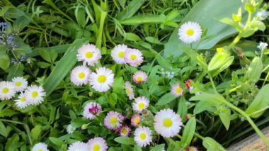 Küçük beyaz papatyalar. Çok renkli papatyalar. Bahçedeki çiçekler. Bahar çiçekleri Baharda doğa. yaz beyaz küçük çiçekler.