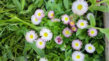 Küçük beyaz papatyalar. Çok renkli papatyalar. Bahçedeki çiçekler. Bahar çiçekleri Baharda doğa. yaz beyaz küçük çiçekler.