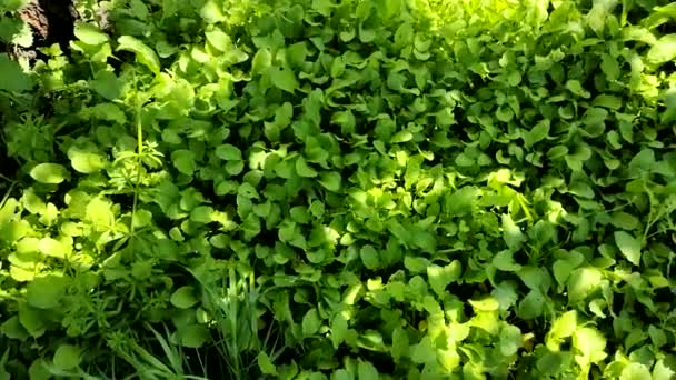 Hojas Rábano Verde Rábanos Suelo Agricultura Cultivo Hortalizas — Vídeo de stock