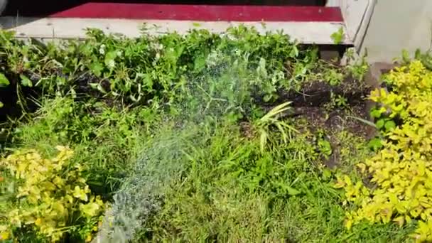 Pequeño Jardín Casa Cultivar Alimentos Propio Jardín Agricultura Rural Cultivando — Vídeo de stock