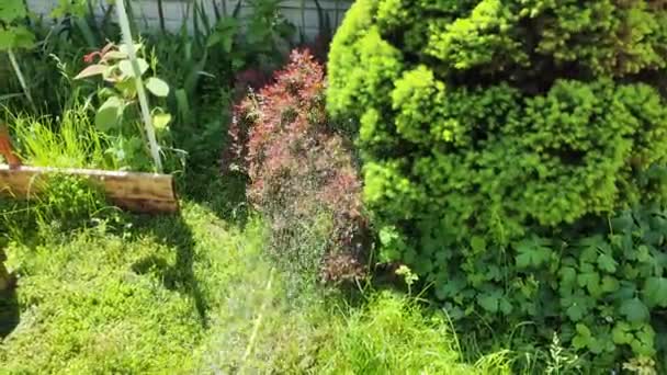 Small Home Garden Growing Food Your Own Garden Rural Farming — Stockvideo