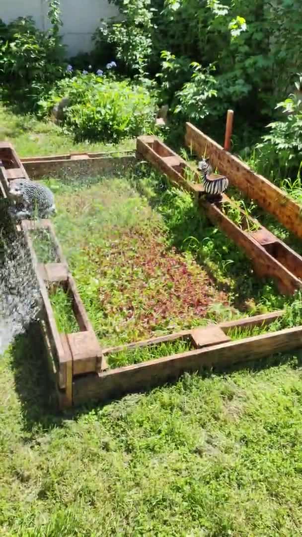 Pequeño Jardín Casa Cultivar Alimentos Propio Jardín Agricultura Rural Cultivando — Vídeo de stock