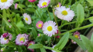 Küçük beyaz papatyalar. Çok renkli papatyalar. Bahçedeki çiçekler. Bahar çiçekleri Baharda doğa. yaz beyaz küçük çiçekler.