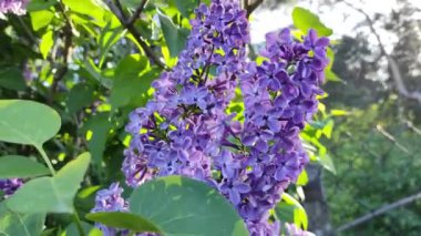 Leylak dalları. Mavi leylak. Çiçek açan leylak çiçeklerinin güzel arka planı. Şehir parkında yetişen güzel, güneşli bahar çiçekleri. 4k yavaş çekim video görüntüsünü kapat