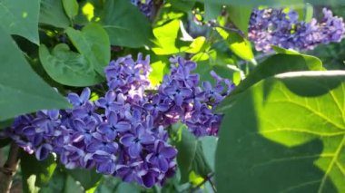 Leylak dalları. Mavi leylak. Çiçek açan leylak çiçeklerinin güzel arka planı. Şehir parkında yetişen güzel, güneşli bahar çiçekleri. 4k yavaş çekim video görüntüsünü kapat