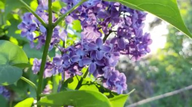 Leylak dalları. Mavi leylak. Çiçek açan leylak çiçeklerinin güzel arka planı. Şehir parkında yetişen güzel, güneşli bahar çiçekleri. 4k yavaş çekim video görüntüsünü kapat