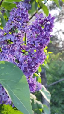 Leylak dalları. Mavi leylak. Çiçek açan leylak çiçeklerinin güzel arka planı. Şehir parkında yetişen güzel, güneşli bahar çiçekleri. 4k yavaş çekim video görüntüsünü kapat