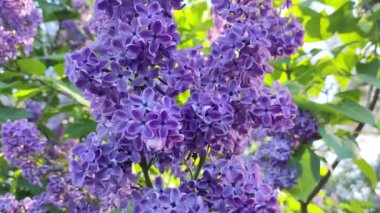 Leylak dalları. Mavi leylak. Çiçek açan leylak çiçeklerinin güzel arka planı. Şehir parkında yetişen güzel, güneşli bahar çiçekleri. 4k yavaş çekim video görüntüsünü kapat