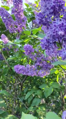 Leylak dalları. Mavi leylak. Çiçek açan leylak çiçeklerinin güzel arka planı. Şehir parkında yetişen güzel, güneşli bahar çiçekleri. 4k yavaş çekim video görüntüsünü kapat