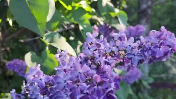 Lilac Branches Blue Lilac Beautiful Background Blooming Lilac Flowers Beautiful — 비디오