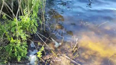 Temiz nehir suyu. Nehir kıyısındaki kumlar. Kıyıda sazlıklar ve kuyruklar var. Nehir ve temiz su manzarası. Dnepr Nehri. Ukrayna.