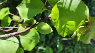 Dalda yeşil kayısılar. Kayısı ağacı. Kayısı dalları.