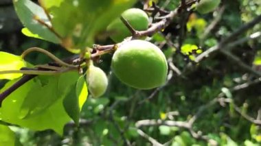 Dalda yeşil kayısılar. Kayısı ağacı. Kayısı dalları.