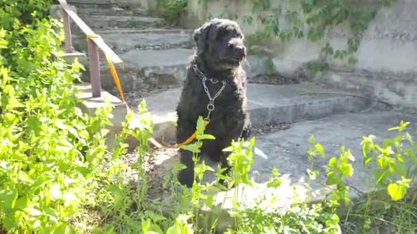 大きな黒い犬 ブラック テリア 犬の顔と目 リーシュの大きな黒い犬 — ストック動画