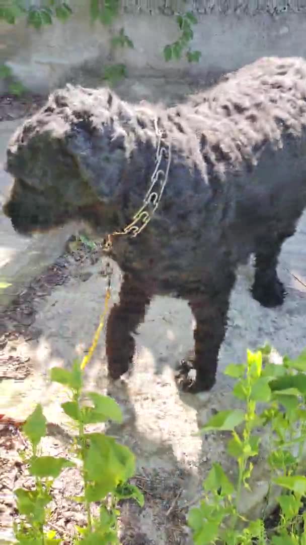 Gros Chien Noir Terrier Noir Visage Les Yeux Chien Grand — Video