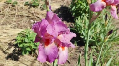 mor süsen çiçekleri. Bahçe doğası çiçek açıyor. İlkbaharda çiçek açan mor süsen çiçekleri. İris çiçeklerinin mor rengine daha yakından bak.