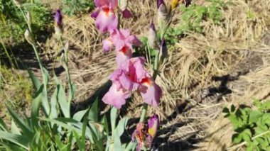 mor süsen çiçekleri. Bahçe doğası çiçek açıyor. İlkbaharda çiçek açan mor süsen çiçekleri. İris çiçeklerinin mor rengine daha yakından bak.