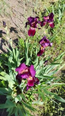 mor süsen çiçekleri. Bahçe doğası çiçek açıyor. İlkbaharda çiçek açan mor süsen çiçekleri. İris çiçeklerinin mor rengine daha yakından bak.