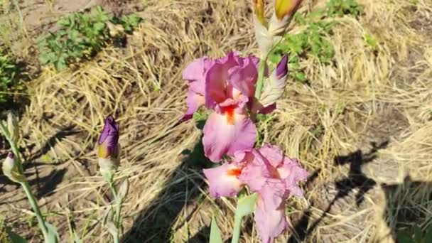 Fioletowe Tęczówki Ogrodowa Przyroda Kwitnie Fioletowe Fioletowe Tęczówki Kwitną Wiosną — Wideo stockowe