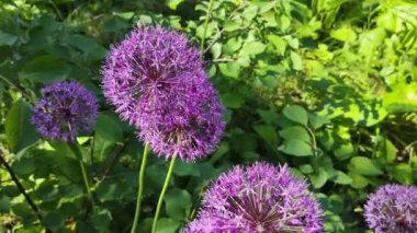mor sarımsak çiçekleri. Mor küçük çiçeklerle açan Alman sarımsağı. Mor Allison çiçeklerine yakın çekim. Çiçek chafer ya da Protaetia orientalis submarumorea
