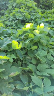 Güneşli bir günde zıplama alanı manzarası. Zıplayan ağaçlar mavi gökyüzü arka planında, yeşil olgun kozalaklar kara arka planda geri geri geri zıpla.