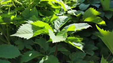 Güneşli bir günde zıplama alanı manzarası. Zıplayan ağaçlar mavi gökyüzü arka planında, yeşil olgun kozalaklar kara arka planda geri geri geri zıpla.