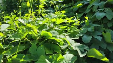 Güneşli bir günde zıplama alanı manzarası. Zıplayan ağaçlar mavi gökyüzü arka planında, yeşil olgun kozalaklar kara arka planda geri geri geri zıpla.