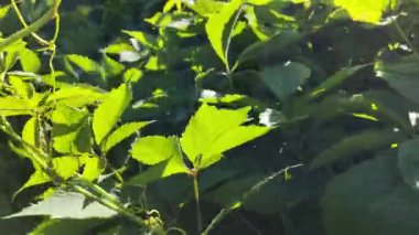 Güneşli bir günde zıplama alanı manzarası. Zıplayan ağaçlar mavi gökyüzü arka planında, yeşil olgun kozalaklar kara arka planda geri geri geri zıpla.