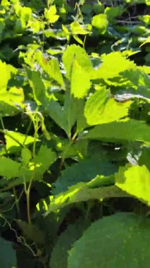 Güneşli bir günde zıplama alanı manzarası. Zıplayan ağaçlar mavi gökyüzü arka planında, yeşil olgun kozalaklar kara arka planda geri geri geri zıpla.